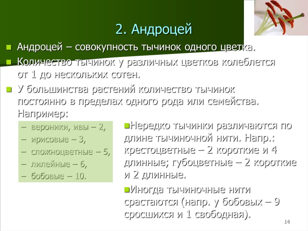 14 2. Андроцей Андроцей – совокупность тычинок одного цветка. Количество тычинок у различных цветков